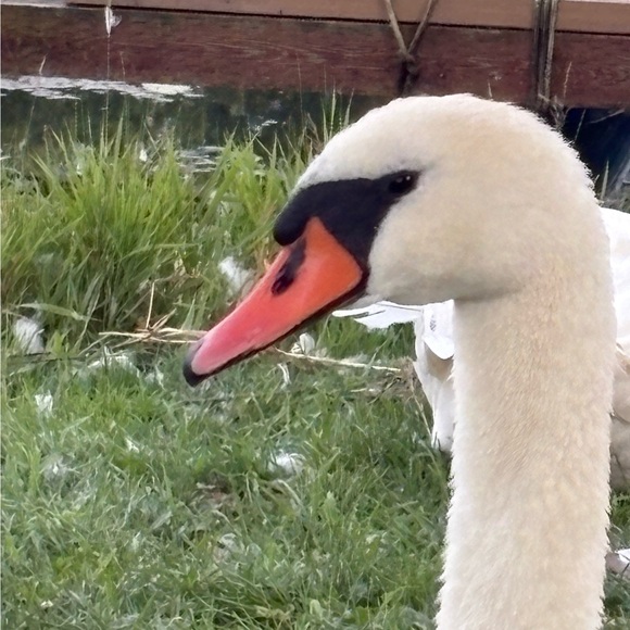 melanieknebel